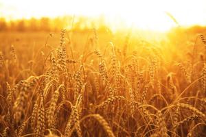 wheat-shutterstock