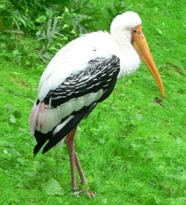 stork
