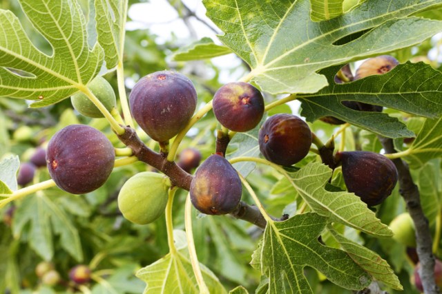 Fig-Tree