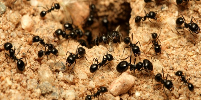 ants
